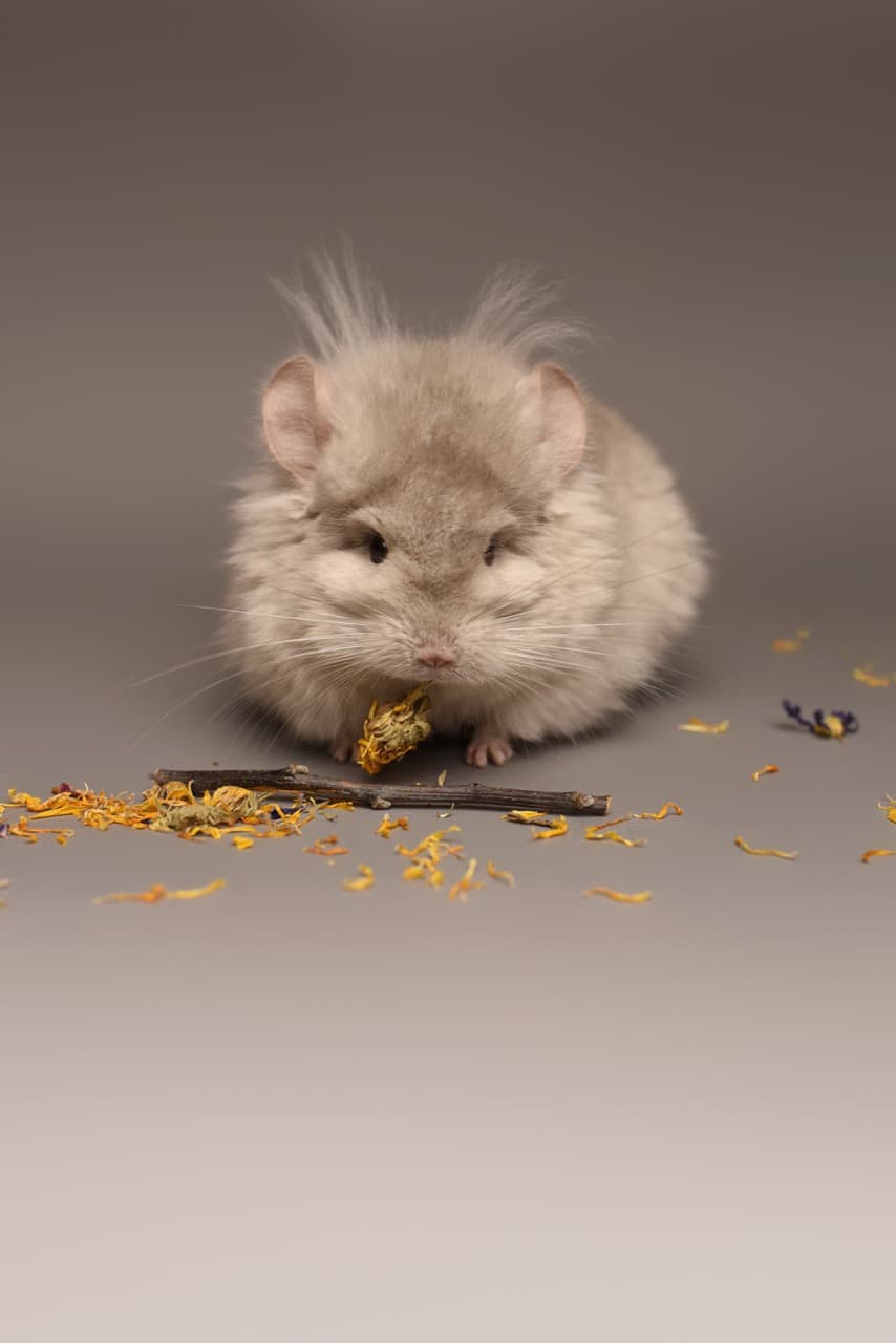 Hodowla Chinchilla Poland Apophis