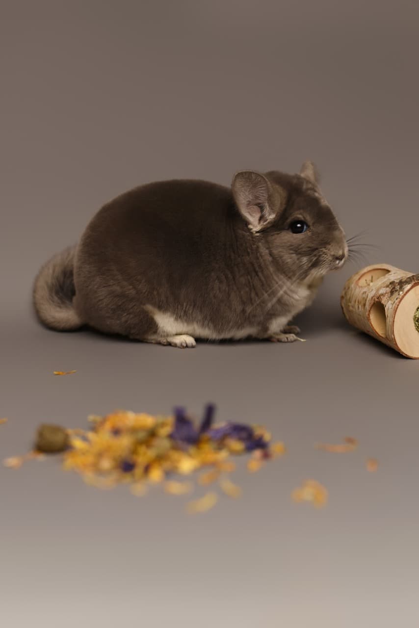 Chinchilla Poland Apophis